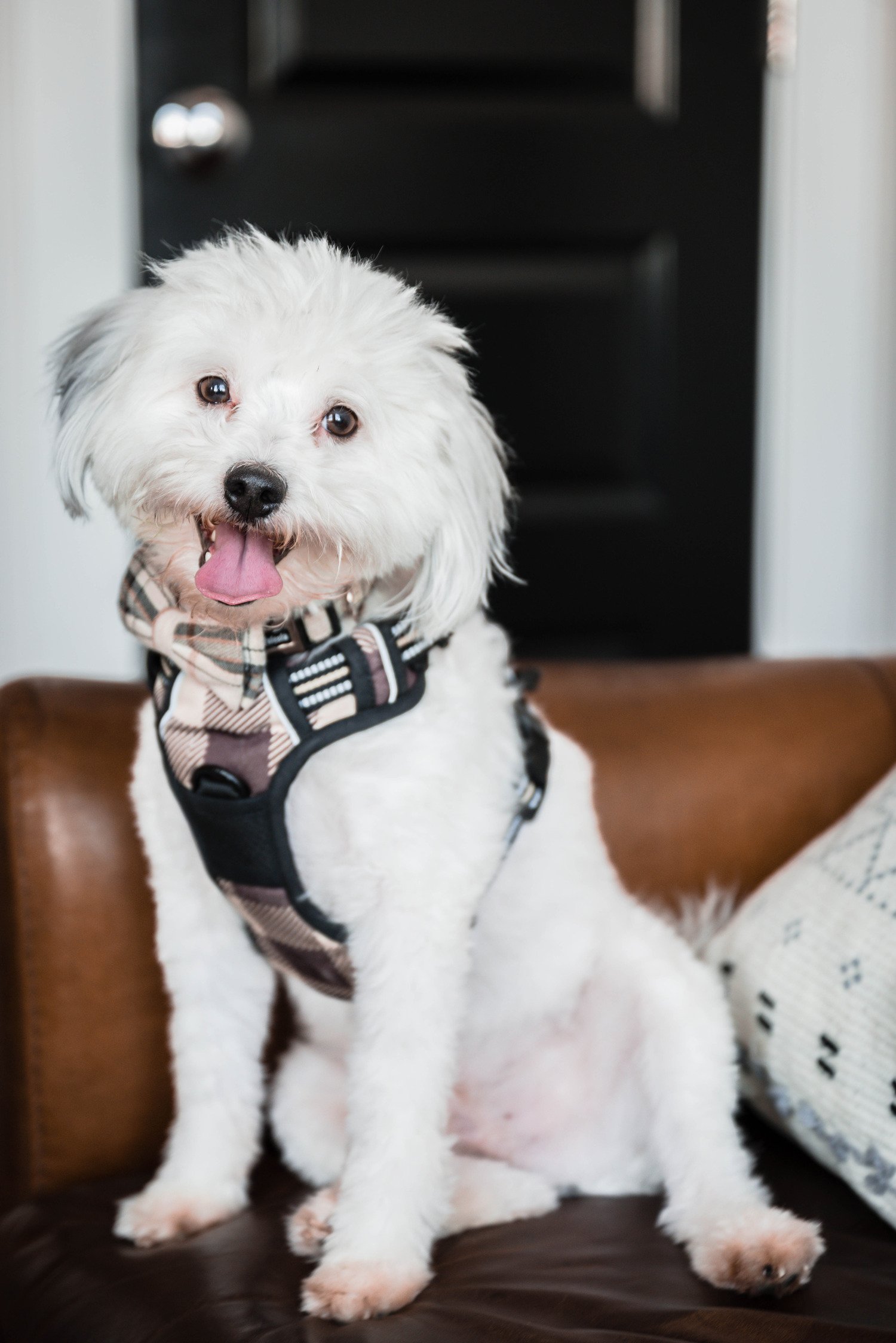 A dog sits on the couch and looks towards the camera during an at-home photoshoot in Downtown Roanoke, Virginia.