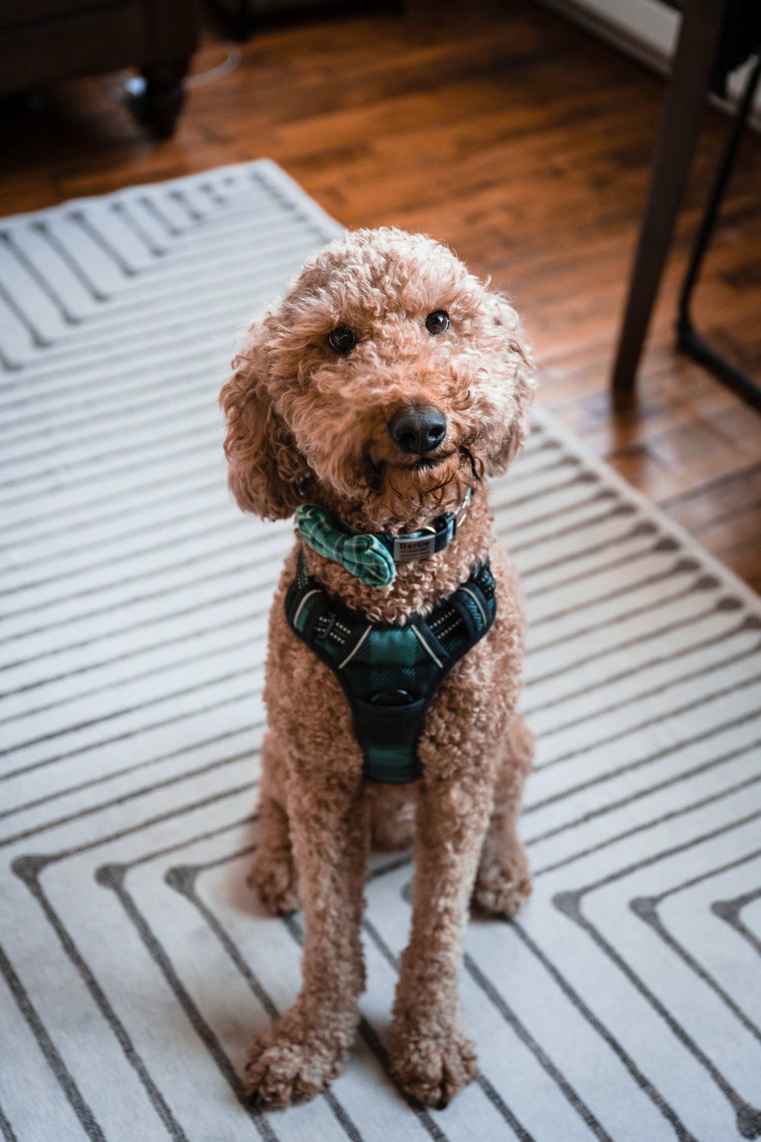 A dog sits on the floor on a carpet and looks towards the camera during an at-home photoshoot in Downtown Roanoke, Virginia.