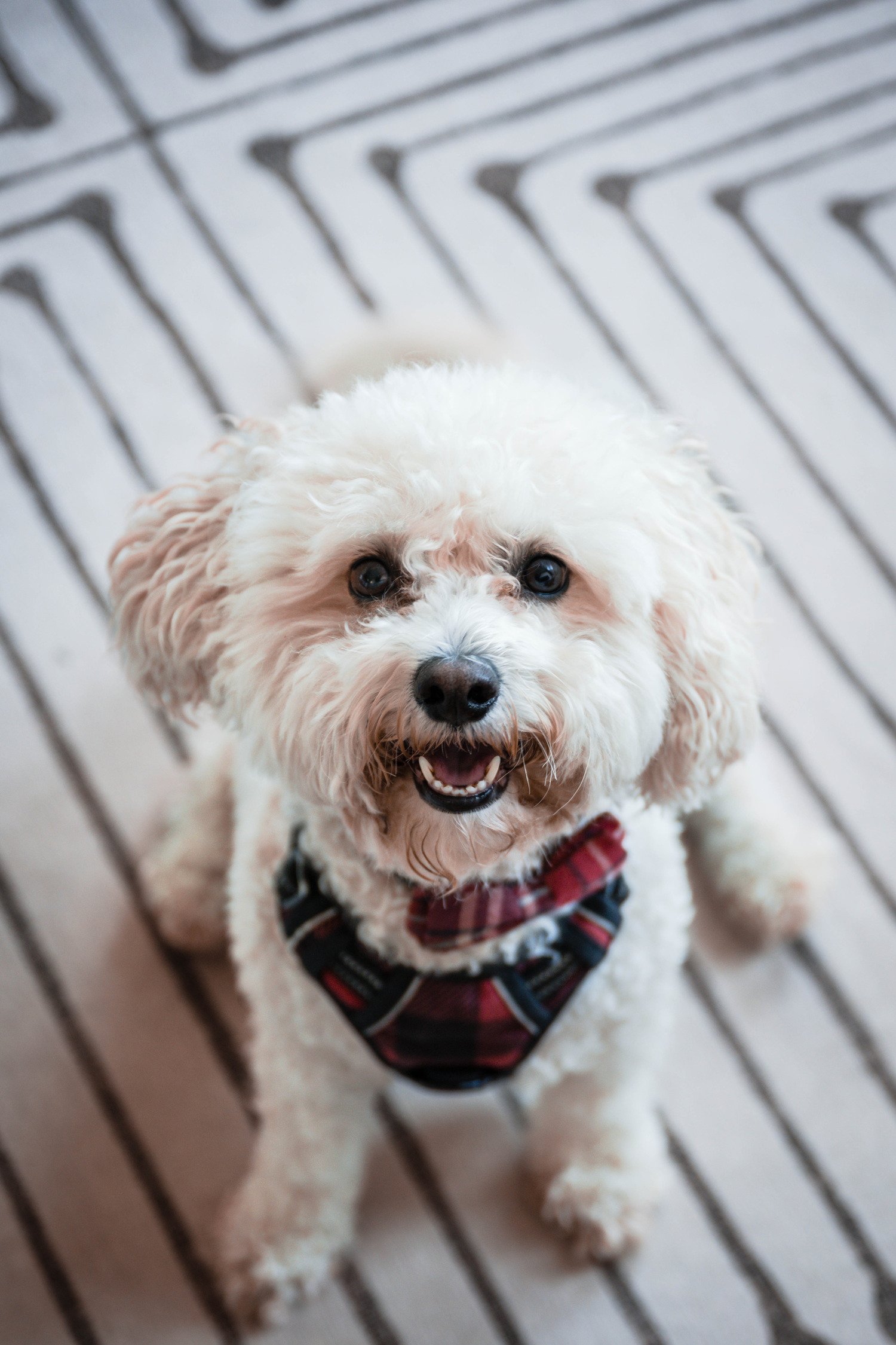 A dog sits on the floor on a carpet and looks towards the camera during an at-home photoshoot in Downtown Roanoke, Virginia.