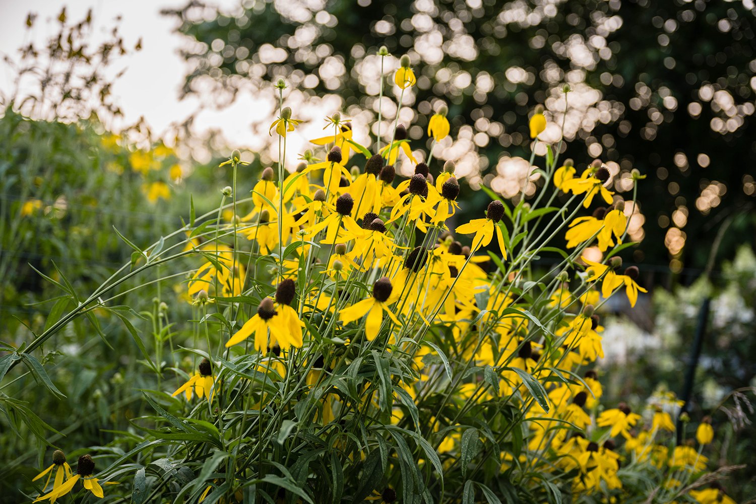 Flowers blooming as the sun rises over Fae Cottage Flower Farm in Roanoke, Virginia.