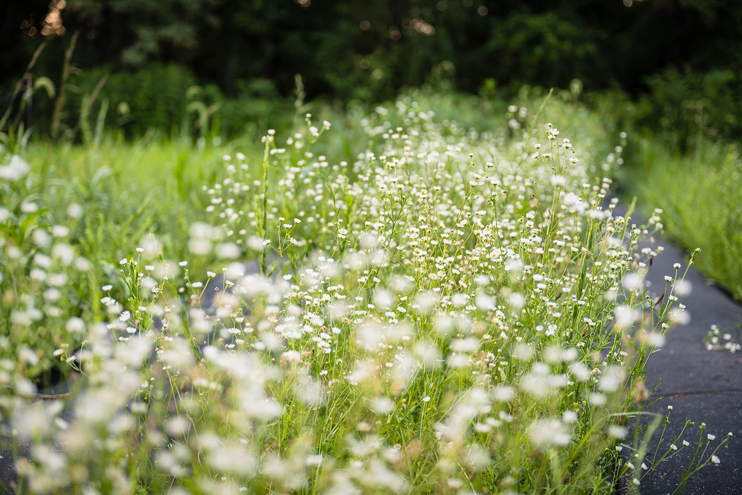 A row of delicate flowers pops on Fae Cottage Flower Farm in Roanoke, Virginia.