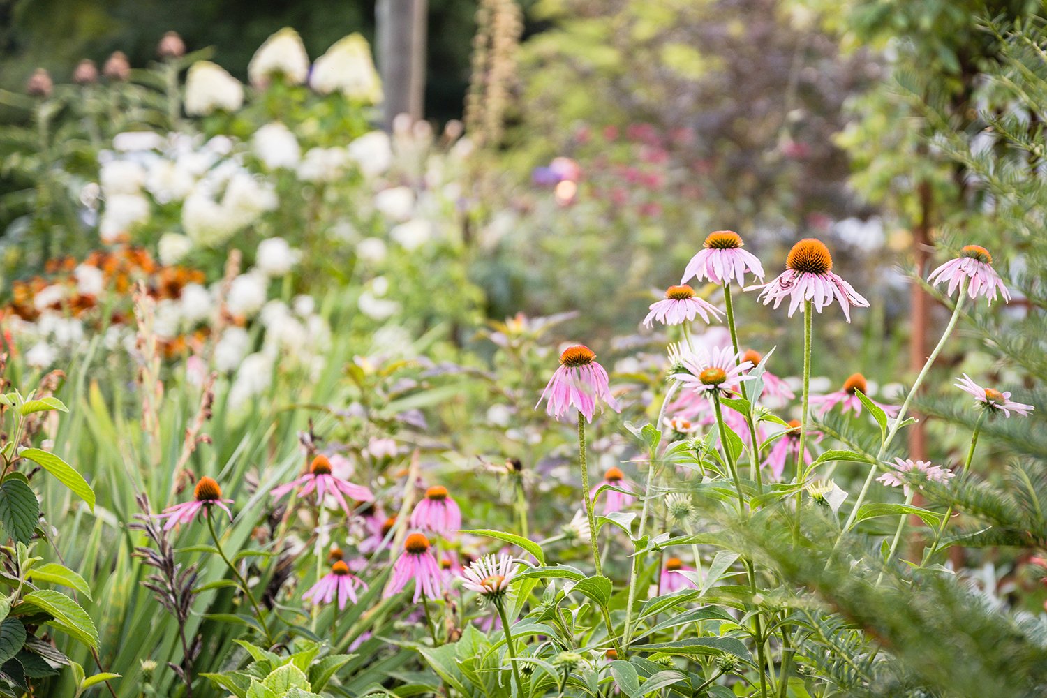 A variety of flowers blooming around Fae Cottage Flower Farm, a sustainable flower farm in Roanoke, Virginia.