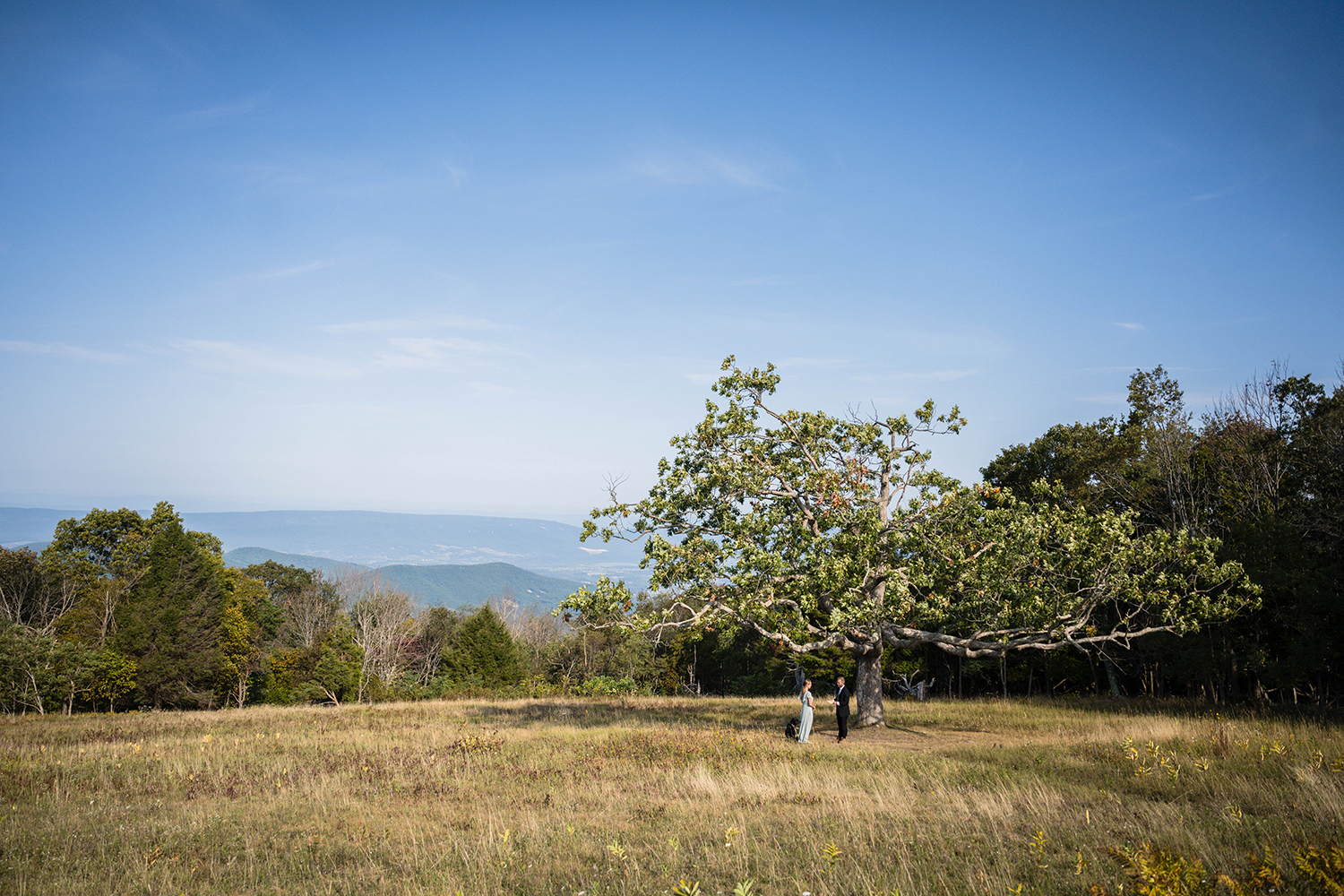 A couple and their dog read their vows at Tanner's Ridge Overlook under a large tree in a large meadow with the Blue Ridge Mountains behind them on their elopement day.