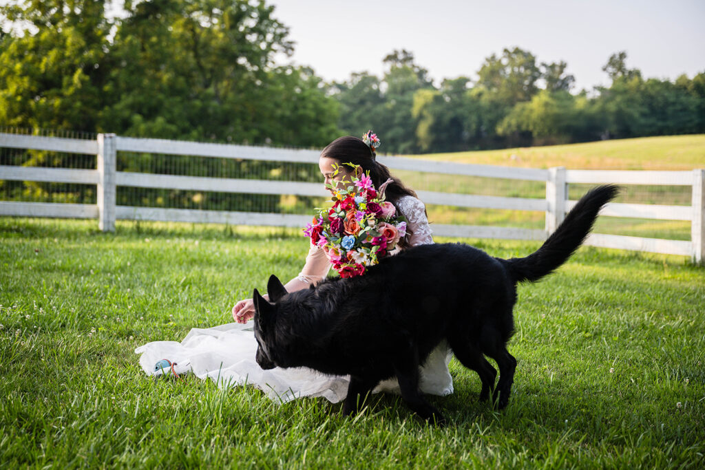 A bride wearing a wedding dress and holding a flower bouquet crouches on the grass to retrieve a ball for her dog, who is crouching and waiting in anticipation in front of her.