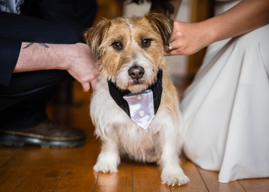 A close up photo of a dog getting a tuxedo bandana put on him by his owner while in Rumple's Retreat, an Airbnb at Highland Hideaways.
