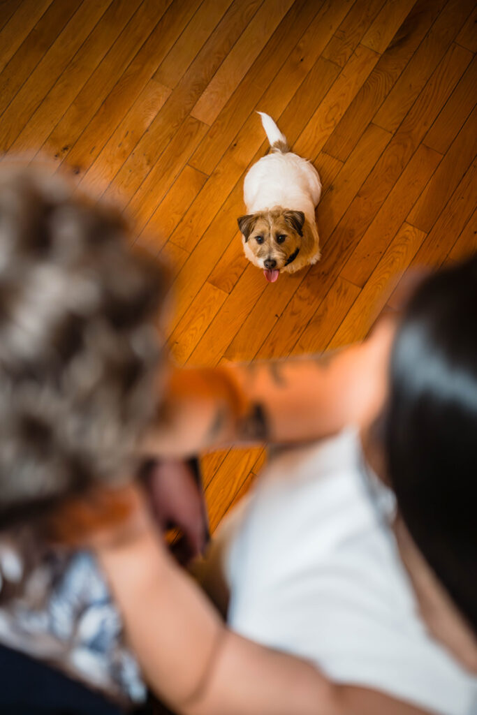 A dog looks up towards a wedding couple getting ready on a spiral staircase.